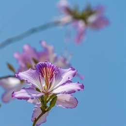 Blossom of <em>Bauhinia variegata</em> under the blue sky.